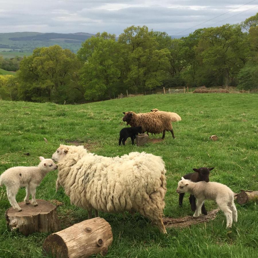 Willow Cottage, Gilchristland Organic Farm Closeburn ภายนอก รูปภาพ